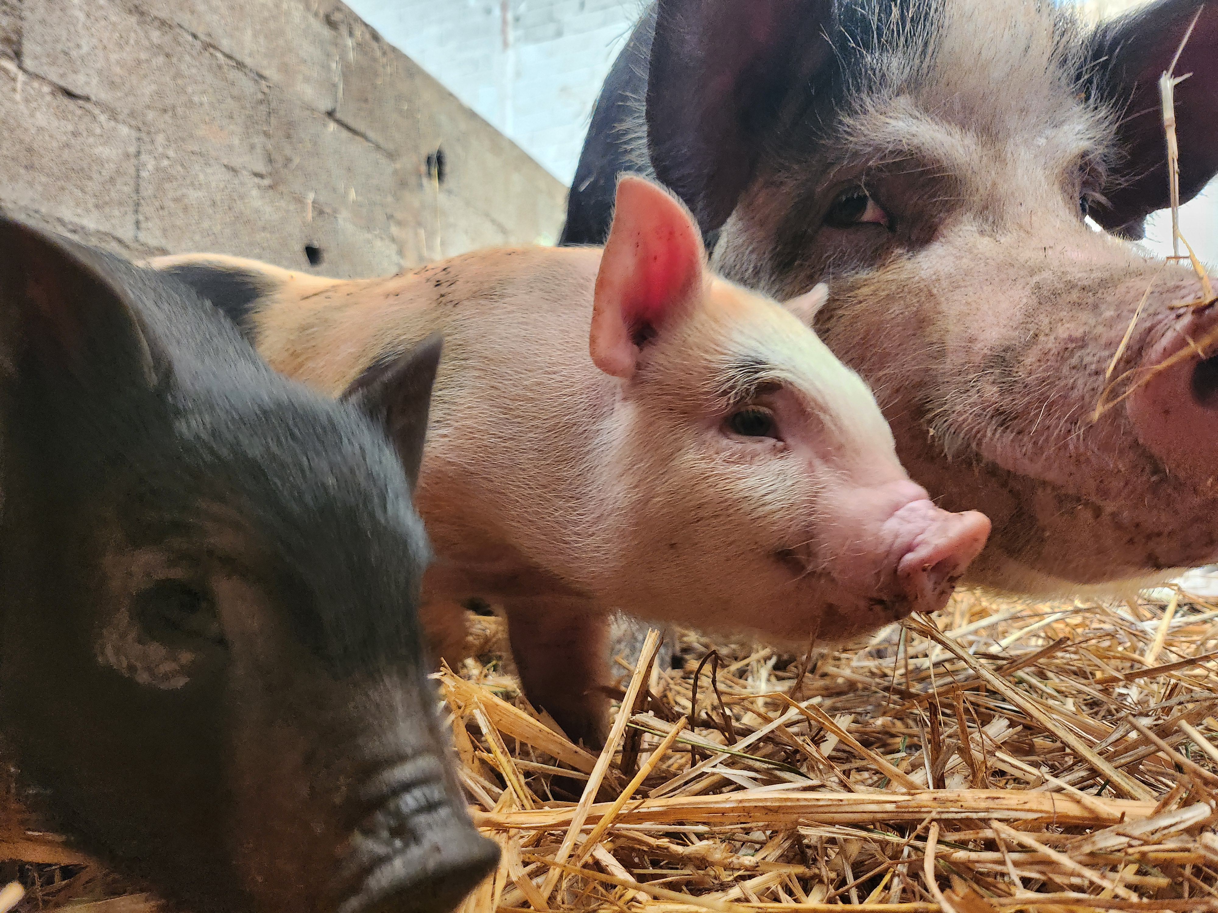 Visite à la Ferme
